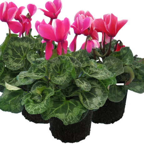 Cyclamen persicum Bicolour Growers Selection from Cedar Nursery, Cobham