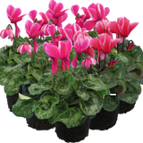 Cyclamen persicum Bicolour Growers Selection from Cedar Nursery, Cobham