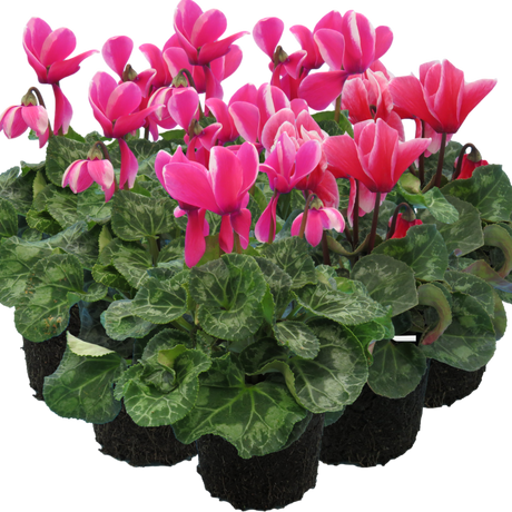 Cyclamen persicum Bicolour Growers Selection from Cedar Nursery, Cobham