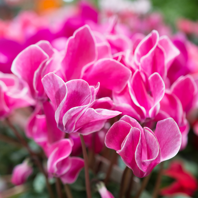 Cyclamen persicum Bicolour Growers Selection from Cedar Nursery, Cobham