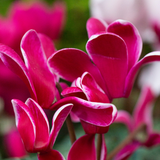Cyclamen persicum Bicolour Growers Selection from Cedar Nursery, Cobham
