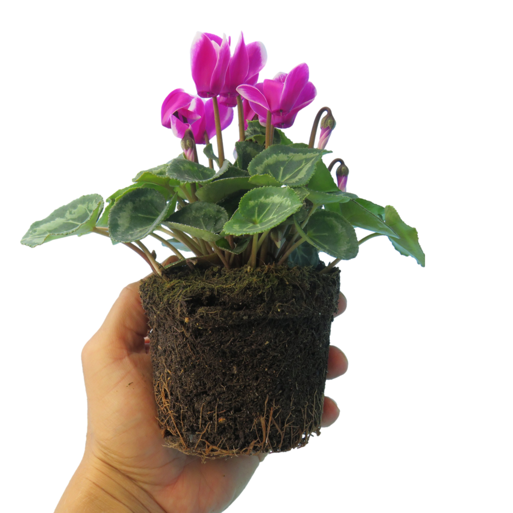 Cyclamen persicum 'Dark Red Flame' from Cedar Nursery, Cobham