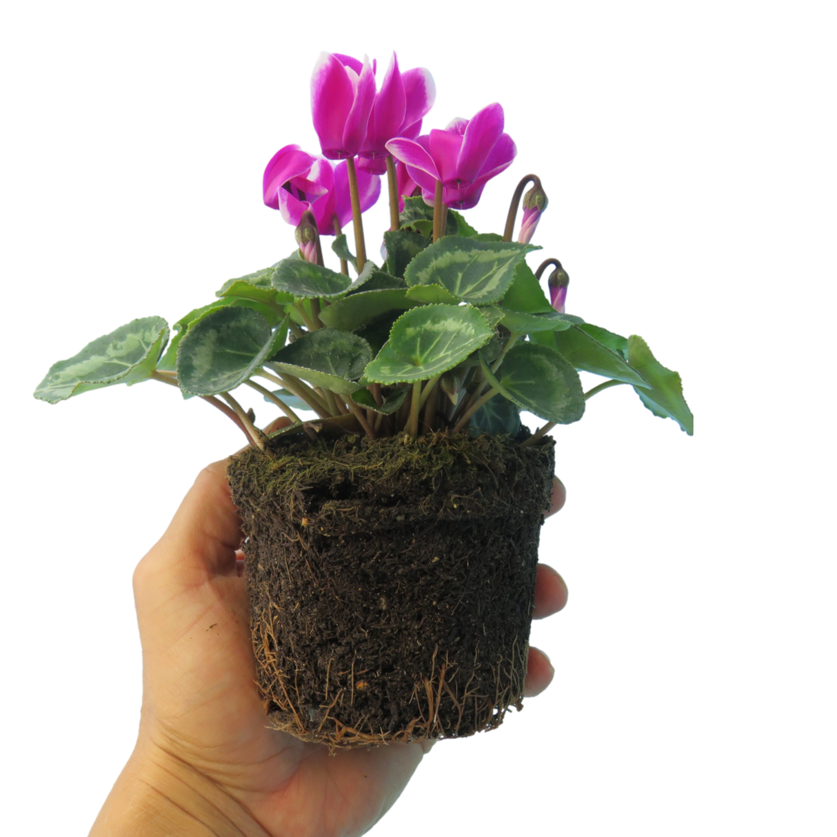 Cyclamen persicum 'Dark Red Flame' from Cedar Nursery, Cobham