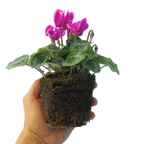 Cyclamen persicum 'Dark Red Flame' from Cedar Nursery, Cobham