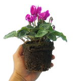 Cyclamen persicum 'Dark Red Flame' from Cedar Nursery, Cobham