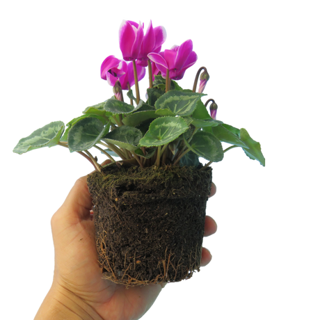 Cyclamen persicum 'Dark Red Flame' from Cedar Nursery, Cobham