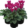 Cyclamen persicum 'Dark Red Flame' from Cedar Nursery, Cobham