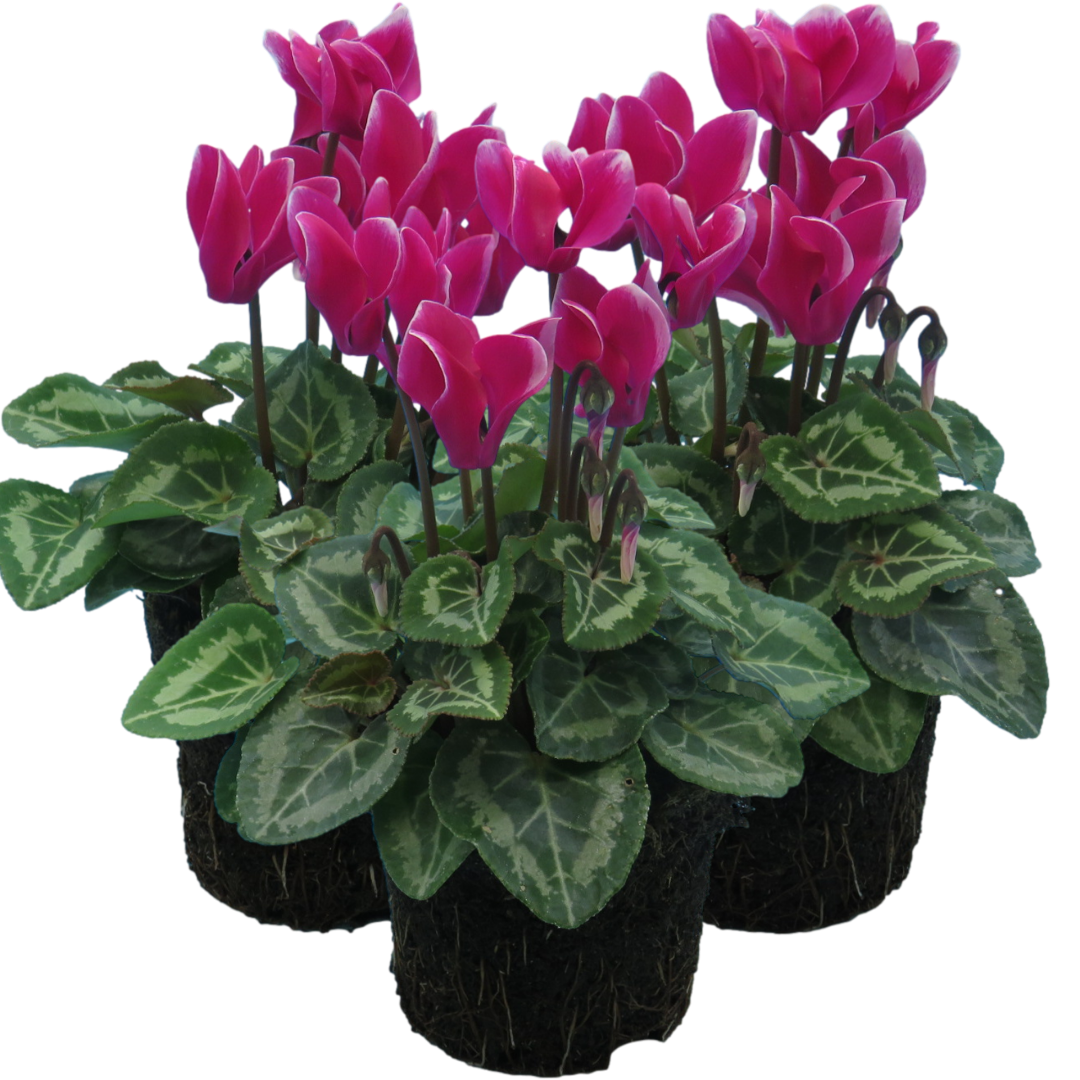 Cyclamen persicum 'Dark Red Flame' from Cedar Nursery, Cobham