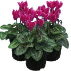 Cyclamen persicum 'Dark Red Flame' from Cedar Nursery, Cobham