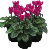 Cyclamen persicum 'Dark Red Flame' from Cedar Nursery, Cobham