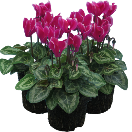 Cyclamen persicum 'Dark Red Flame' from Cedar Nursery, Cobham