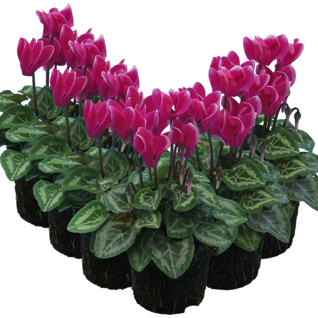 Cyclamen persicum 'Dark Red Flame' from Cedar Nursery, Cobham