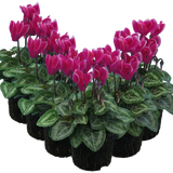 Cyclamen persicum 'Dark Red Flame' from Cedar Nursery, Cobham