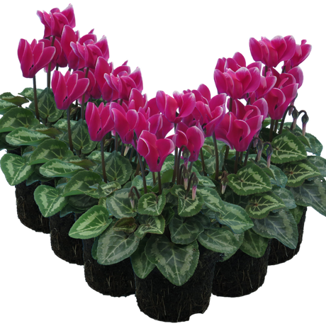 Cyclamen persicum 'Dark Red Flame' from Cedar Nursery, Cobham