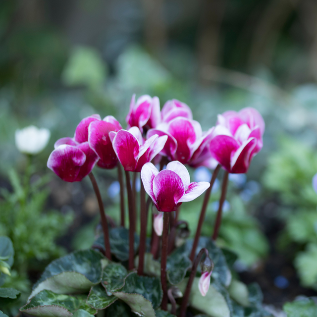 Cyclamen persicum 'Dark Red Flame' from Cedar Nursery, Cobham