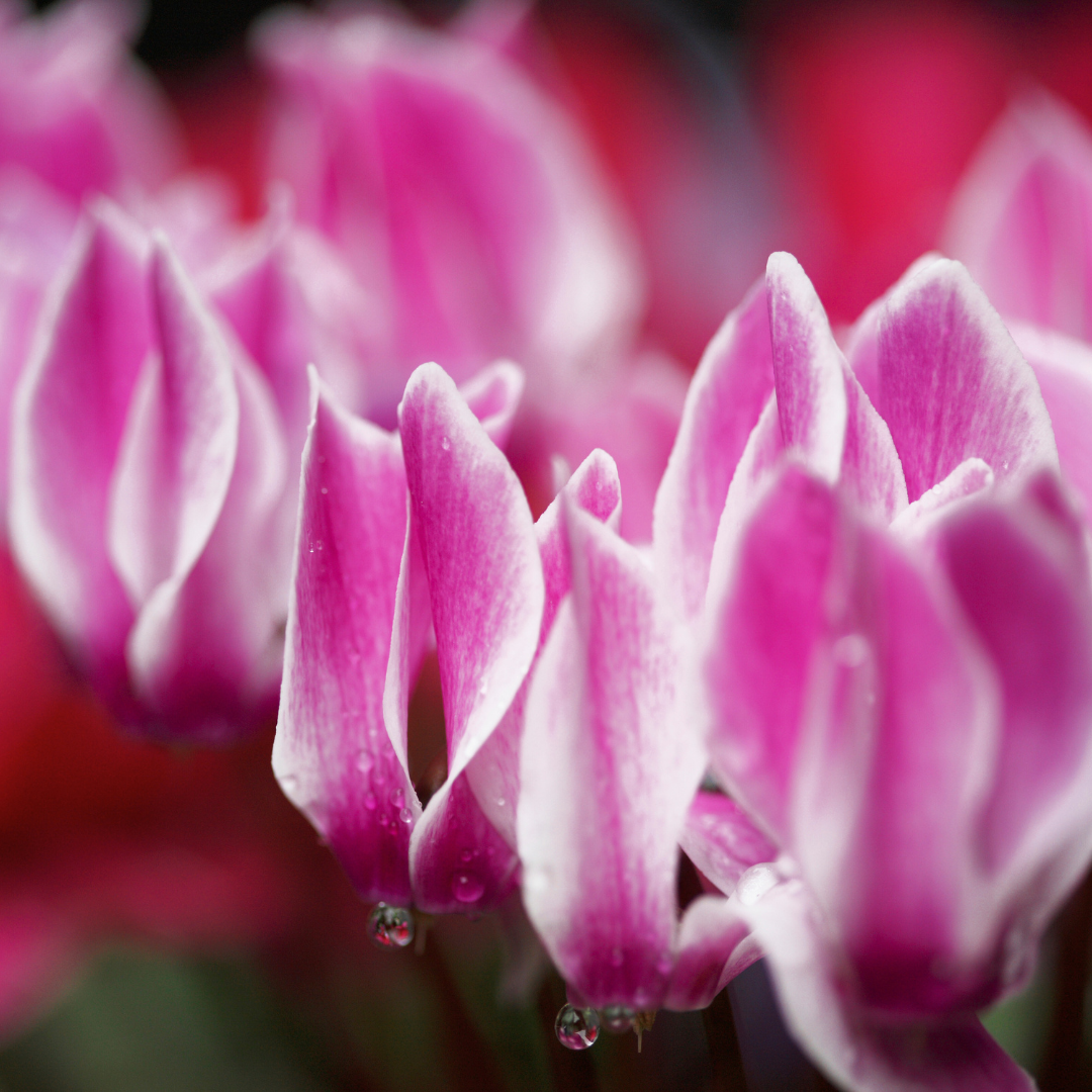Cyclamen persicum 'Dark Red Flame' from Cedar Nursery, Cobham