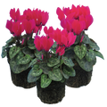 Cyclamen persicum 'Deep Rose' from Cedar Nursery, Cobham