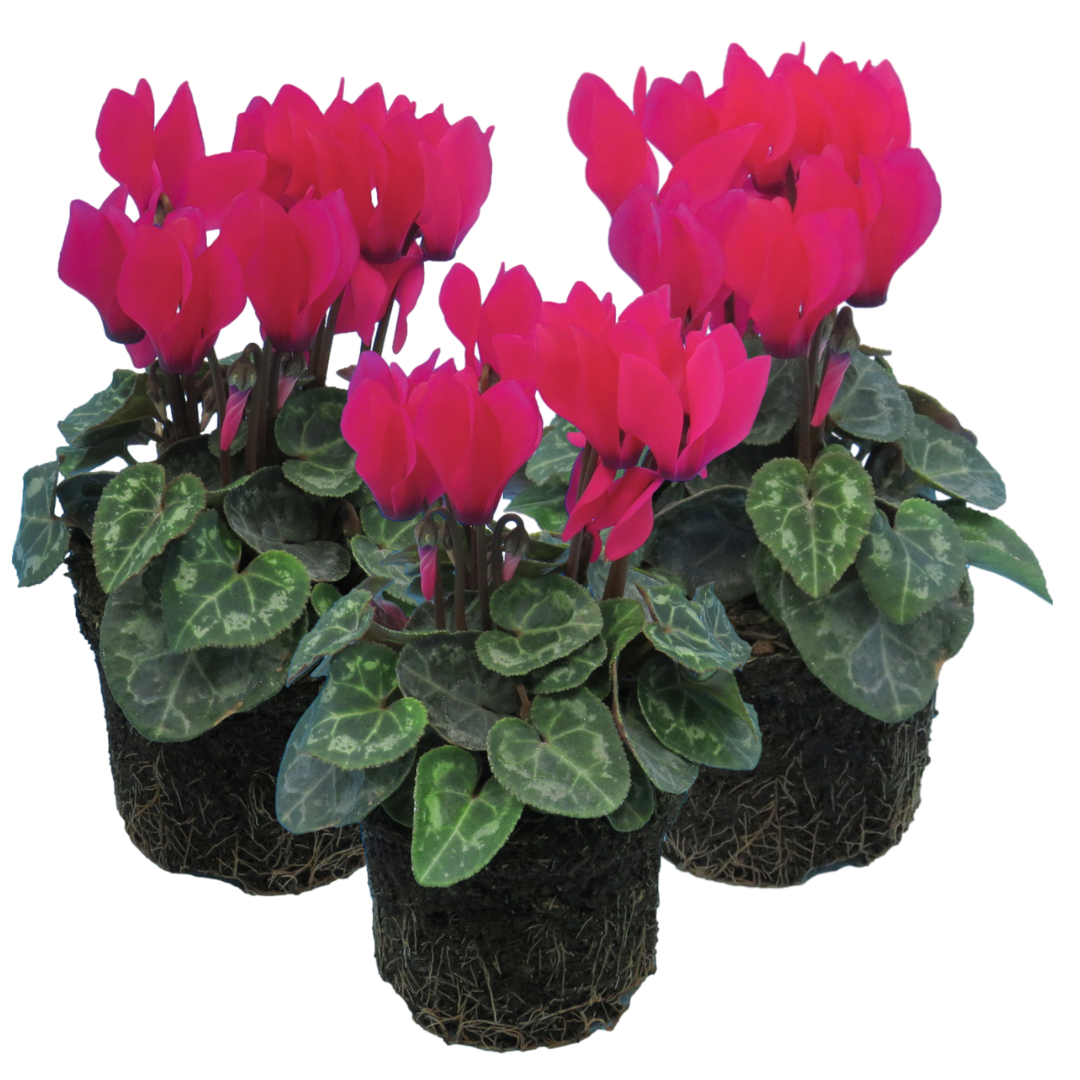 Cyclamen persicum 'Deep Rose' from Cedar Nursery, Cobham