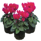 Cyclamen persicum 'Deep Rose' from Cedar Nursery, Cobham