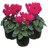 Cyclamen persicum 'Deep Rose' from Cedar Nursery, Cobham