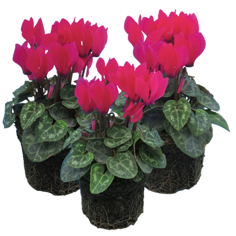 Cyclamen persicum 'Deep Rose' from Cedar Nursery, Cobham