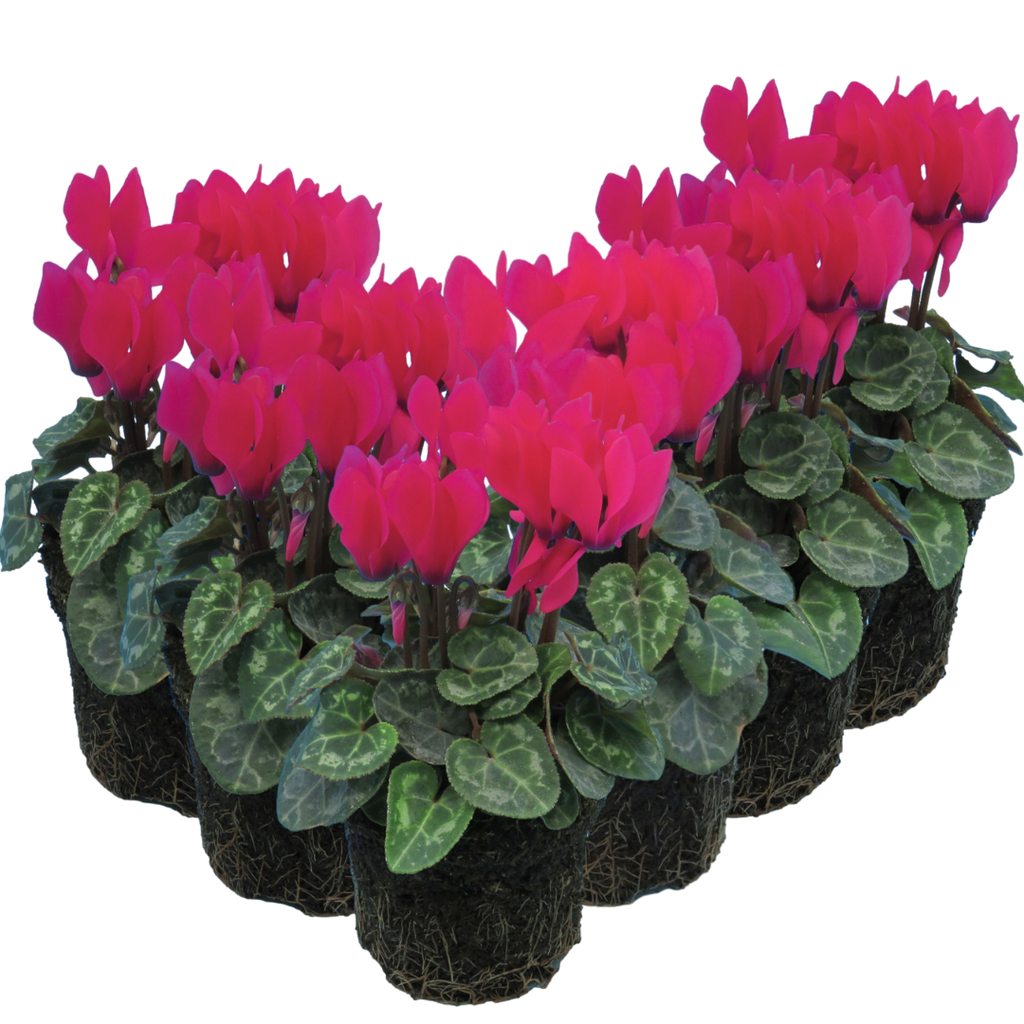 Cyclamen persicum 'Deep Rose' from Cedar Nursery, Cobham