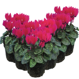 Cyclamen persicum 'Deep Rose' from Cedar Nursery, Cobham