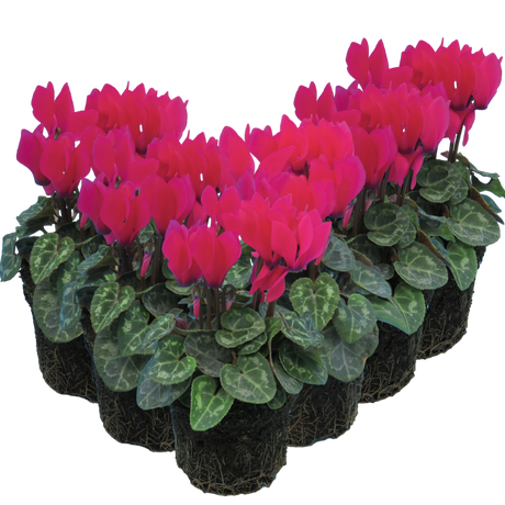 Cyclamen persicum 'Deep Rose' from Cedar Nursery, Cobham