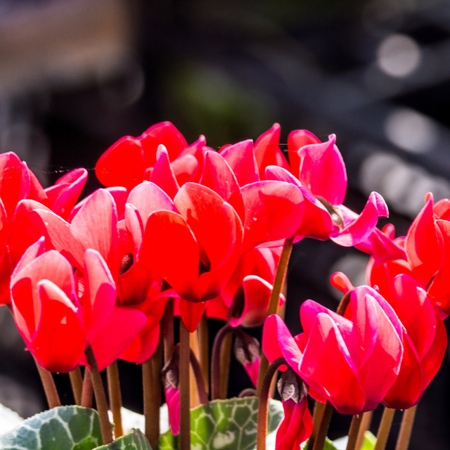 Cyclamen persicum 'Deep Rose' from Cedar Nursery, Cobham