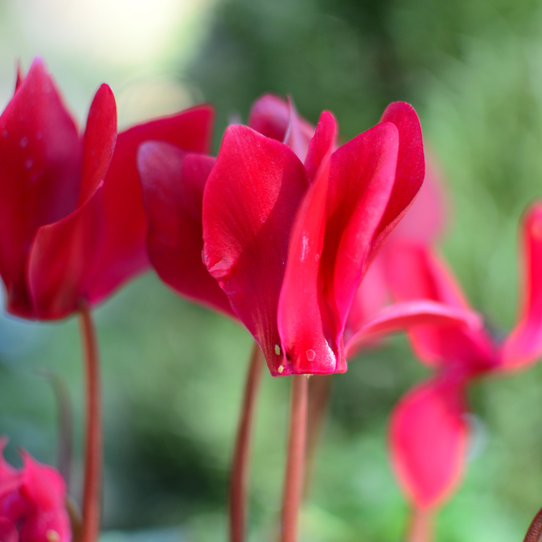Cyclamen persicum 'Deep Rose' from Cedar Nursery, Cobham