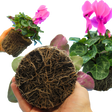 Cyclamen persicum 'Flame Deep Rose' from Cedar Nursery, Cobham