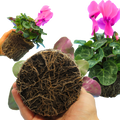 Cyclamen persicum 'Flame Deep Rose' from Cedar Nursery, Cobham