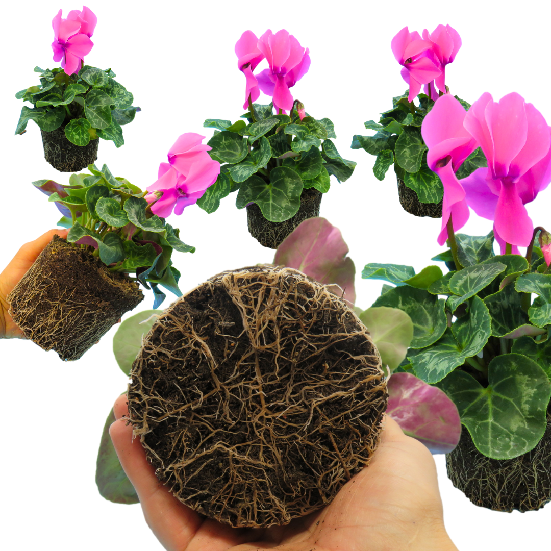 Cyclamen persicum 'Flame Deep Rose' from Cedar Nursery, Cobham