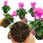 Cyclamen persicum 'Flame Deep Rose' from Cedar Nursery, Cobham