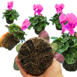 Cyclamen persicum 'Flame Deep Rose' from Cedar Nursery, Cobham