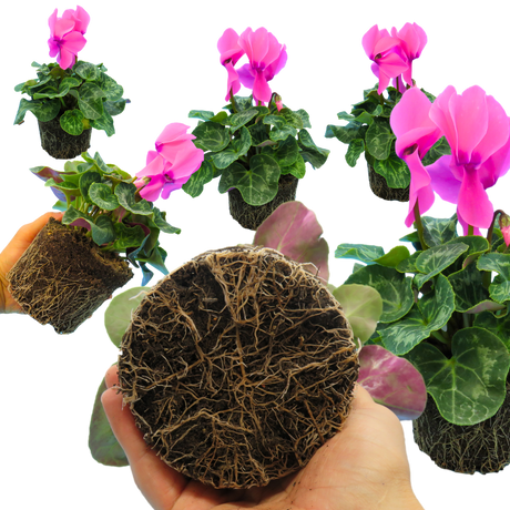 Cyclamen persicum 'Flame Deep Rose' from Cedar Nursery, Cobham