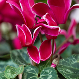 Cyclamen persicum 'Flame Deep Rose' from Cedar Nursery, Cobham