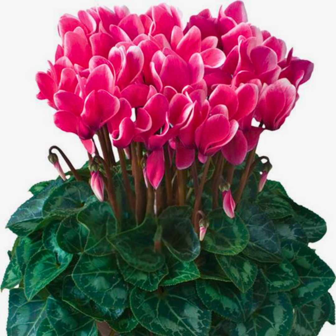 Cyclamen persicum 'Flame Deep Rose' from Cedar Nursery, Cobham