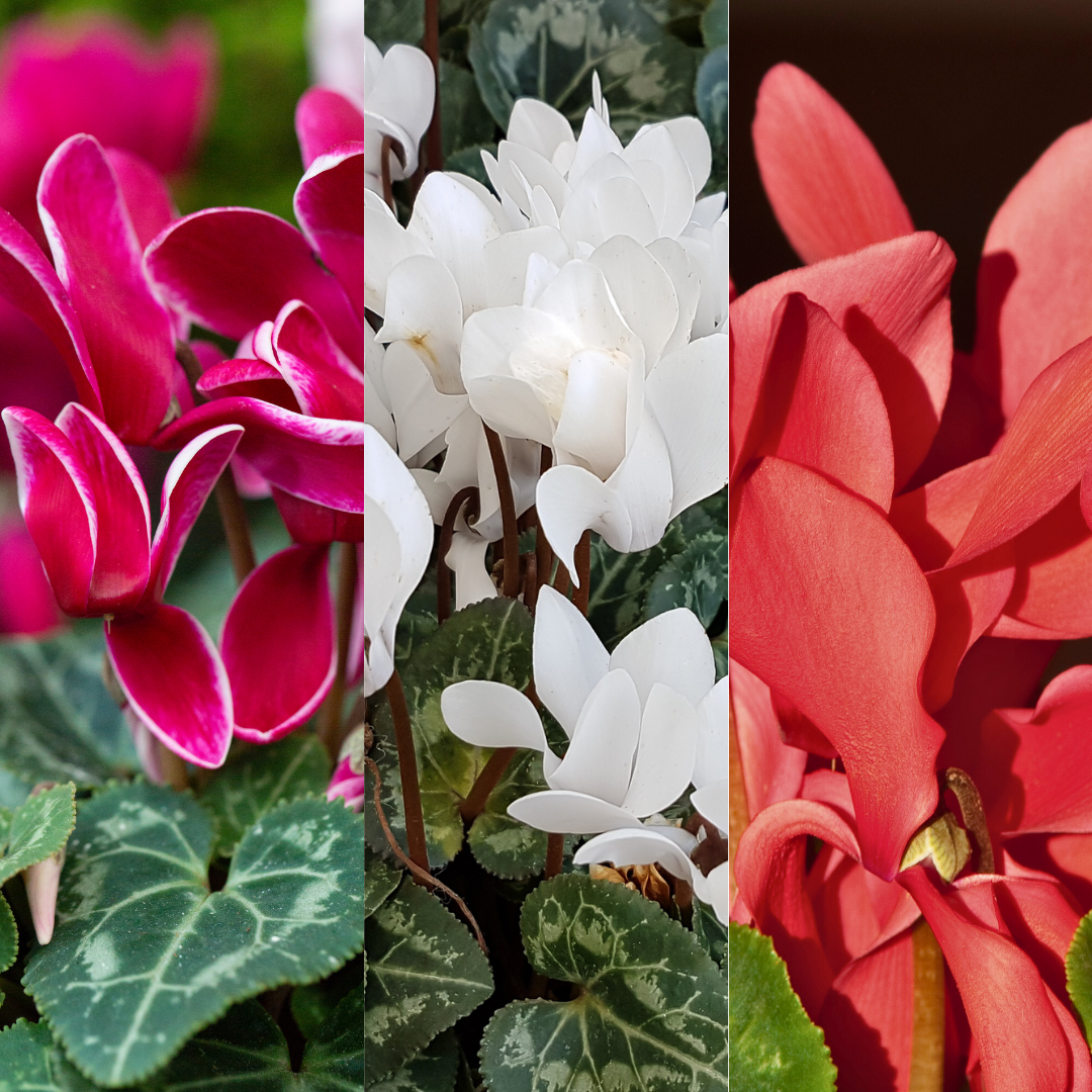 Cyclamen persicum 'Flame' Growers Selection from Cedar Nursery, Cobham