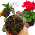 Cyclamen persicum 'Flame' Growers Selection from Cedar Nursery, Cobham