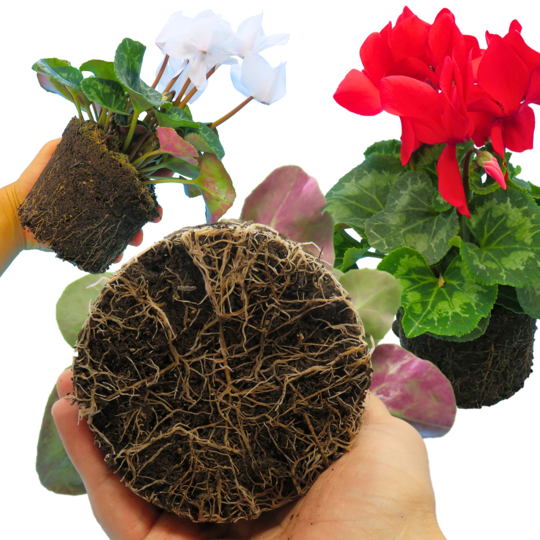 Cyclamen persicum 'Flame' Growers Selection from Cedar Nursery, Cobham