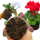 Cyclamen persicum 'Flame' Growers Selection from Cedar Nursery, Cobham