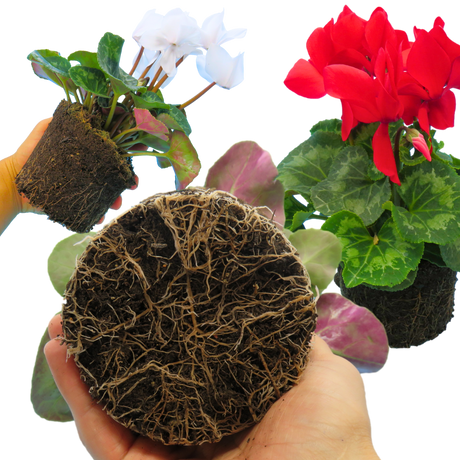 Cyclamen persicum 'Flame' Growers Selection from Cedar Nursery, Cobham