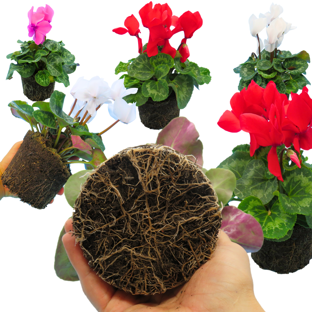 Cyclamen persicum 'Flame' Growers Selection from Cedar Nursery, Cobham