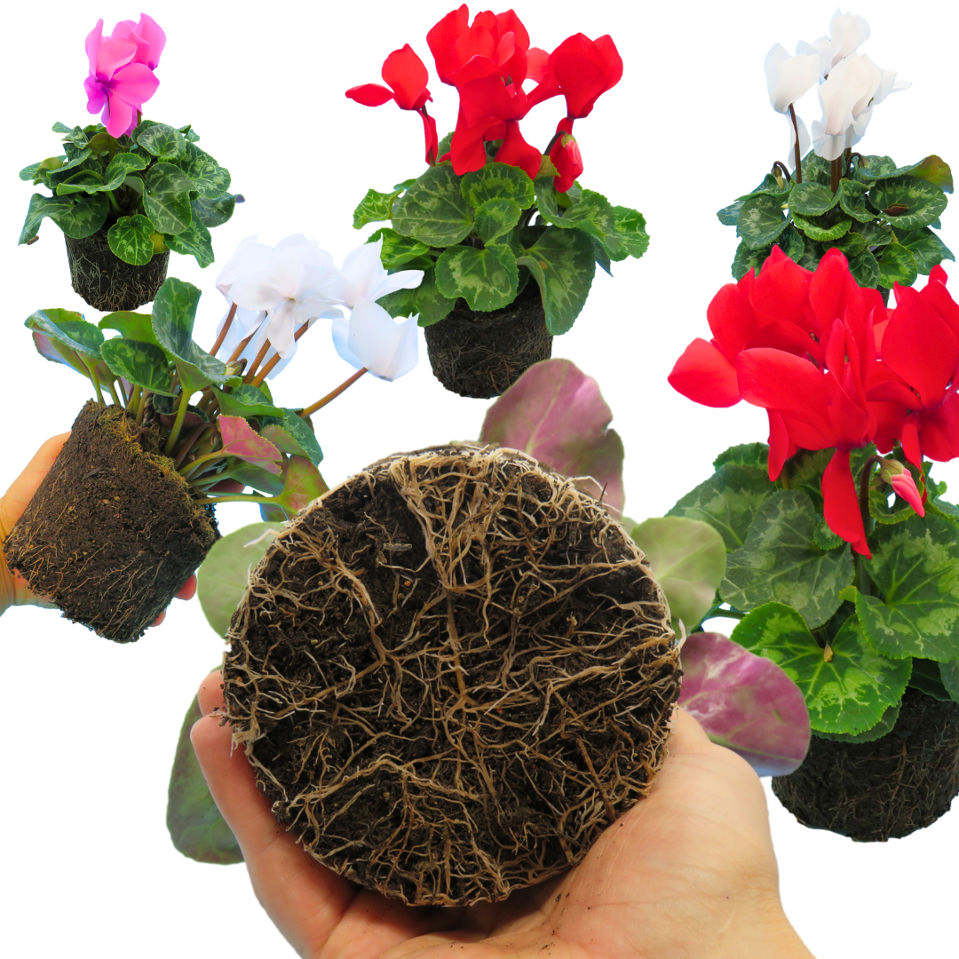 Cyclamen persicum 'Flame' Growers Selection from Cedar Nursery, Cobham
