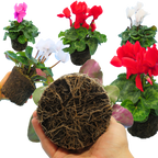 Cyclamen persicum 'Flame' Growers Selection from Cedar Nursery, Cobham