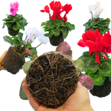 Cyclamen persicum 'Flame' Growers Selection from Cedar Nursery, Cobham