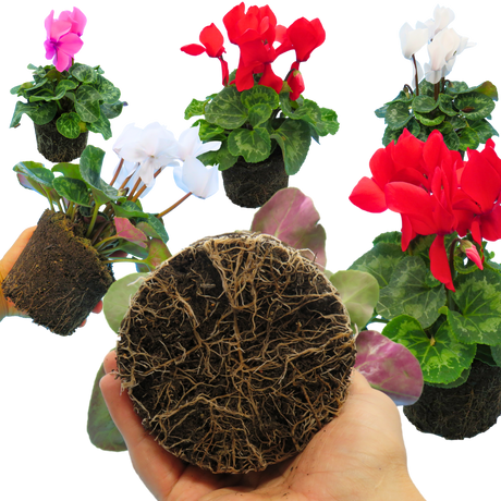 Cyclamen persicum 'Flame' Growers Selection from Cedar Nursery, Cobham