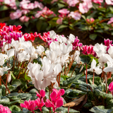 Cyclamen persicum 'Flame' Growers Selection from Cedar Nursery, Cobham