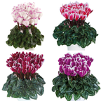 Cyclamen persicum 'Flame' Growers Selection from Cedar Nursery, Cobham